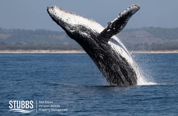 Whale Watching Season in San Diego - Nature’s Most Majestic Migration