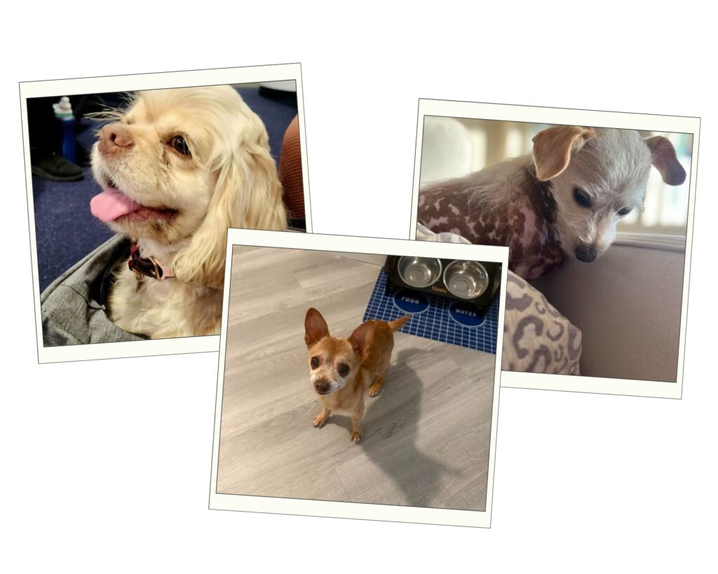 Coastal Memories with Your Best Friend: A Pet‑Friendly San Diego Story
