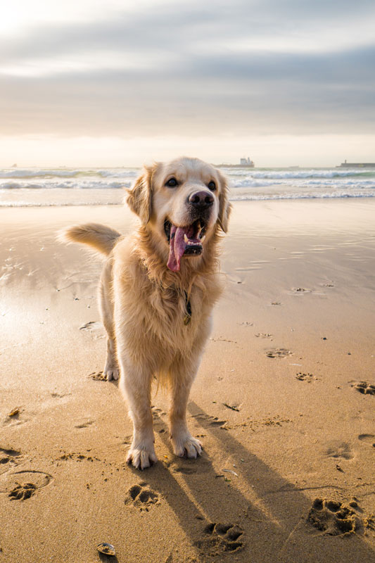 Thing To Do Pet Friendly