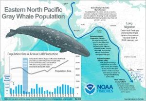 Pacific Gray Whale Migration